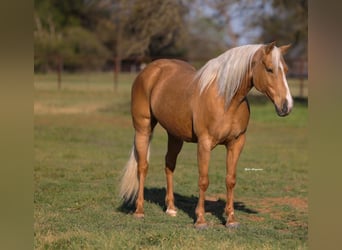 Quarter horse américain, Jument, 9 Ans, 152 cm, Palomino