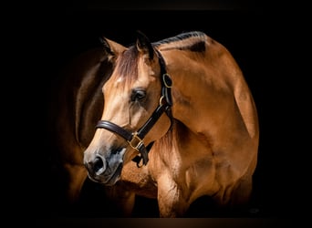 Quarter horse américain, Jument, 9 Ans, 153 cm, Buckskin