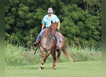 Quarter horse américain, Jument, 9 Ans, 155 cm, Rouan Rouge