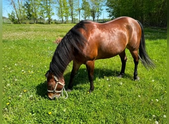 Quarter horse américain, Jument, 9 Ans, 157 cm, Bai