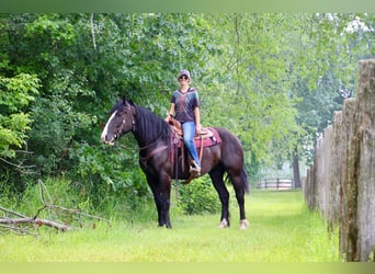 Quarter horse américain, Jument, 9 Ans, 168 cm, Noir