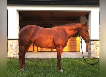 Quarter horse américain, Jument, 9 Ans, Alezan cuivré