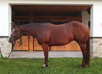 Quarter horse américain, Jument, 9 Ans, Alezan cuivré