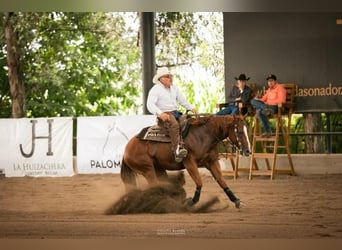 Quarter horse américain, Jument, 9 Ans, Alezan cuivré