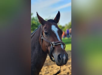 Quarter horse américain Croisé, Jument, 9 Ans, Bai brun