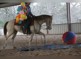 Quarter horse américain, Jument, 9 Ans, Champagne