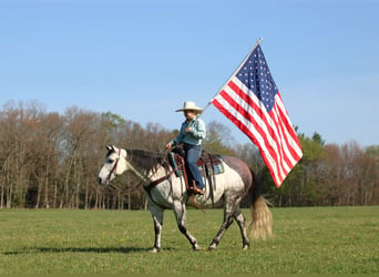 Quarter horse américain, Jument, 9 Ans, Gris pommelé