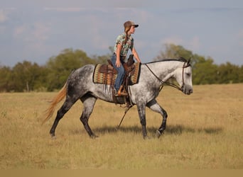 Quarter horse américain, Jument, 9 Ans, Gris