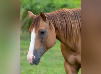 Quarter horse américain, Jument, 9 Ans, Isabelle