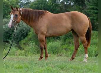 Quarter horse américain, Jument, 9 Ans, Isabelle