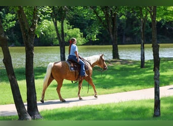 Quarter horse américain, Jument, 9 Ans, Palomino