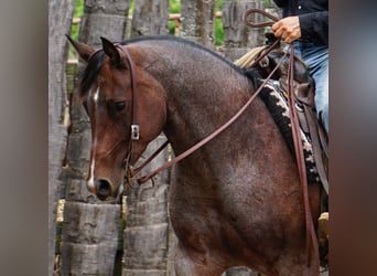 Quarter horse américain, Jument, 9 Ans, Roan-Bay