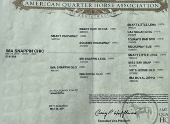 Quarter horse américain, Jument, 9 Ans, Sabino