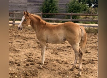 Quarter horse américain, Jument, Poulain (03/2023), 130 cm, Alezan dun
