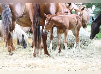 Quarter horse américain, Jument, Poulain (06/2023), 147 cm, Alezan