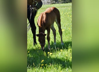 Quarter horse américain, Jument, , 148 cm, Alezan brûlé