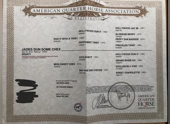 Quarter horse américain, Jument, Poulain (04/2026), 148 cm, Alezan dun