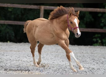 Quarter horse américain, Jument, Poulain (01/2023), 148 cm, Alezan dun