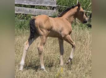 Quarter horse américain, Jument, Poulain (06/2026), 148 cm, Buckskin