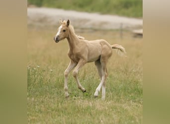 Quarter horse américain, Jument, Poulain (04/2026), 148 cm, Palomino