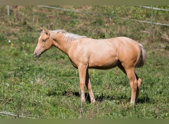 Quarter horse américain, Jument, Poulain (05/2026), 148 cm, Palomino