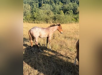 Quarter horse américain, Jument, Poulain (04/2026), 148 cm, Roan-Bay