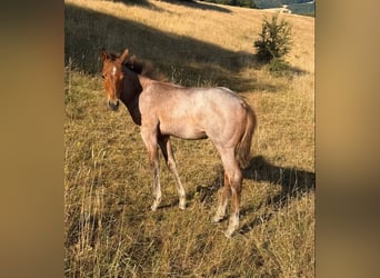 Quarter horse américain, Jument, Poulain (04/2026), 148 cm, Roan-Bay