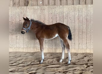 Quarter horse américain, Jument, , 148 cm, Roan-Bay