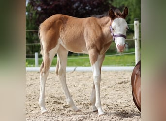 Quarter horse américain, Jument, Poulain (04/2024), 149 cm, Overo-toutes couleurs