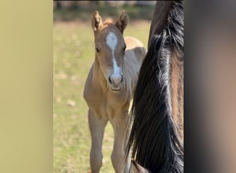 Quarter horse américain, Jument, , 150 cm, Alezan dun