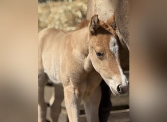 Quarter horse américain, Jument, , 150 cm, Alezan dun