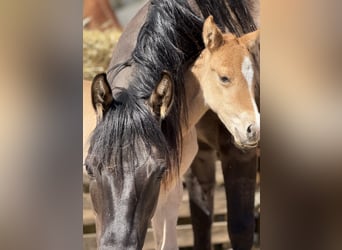 Quarter horse américain, Jument, , 150 cm, Alezan dun