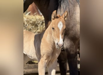 Quarter horse américain, Jument, , 150 cm, Alezan dun