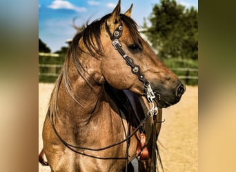 Quarter horse américain, Jument, , 150 cm, Alezan dun