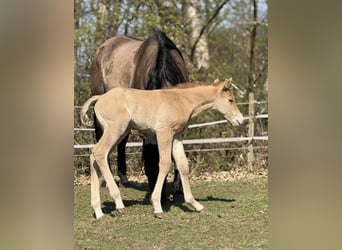 Quarter horse américain, Jument, , 150 cm, Alezan dun