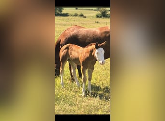 Quarter horse américain, Jument, Poulain (05/2026), 150 cm, Alezan dun