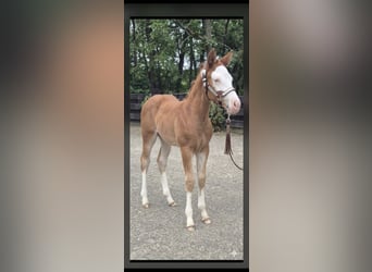 Quarter horse américain, Jument, Poulain (05/2026), 150 cm, Alezan dun
