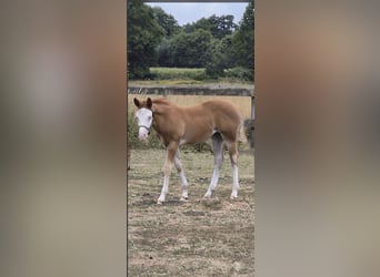 Quarter horse américain, Jument, Poulain (05/2026), 150 cm, Alezan dun