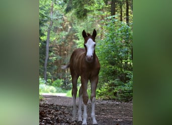 Quarter horse américain, Jument, Poulain (05/2026), 150 cm, Alezan