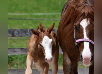 Quarter horse américain, Jument, Poulain (05/2026), 150 cm, Alezan