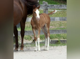 Quarter horse américain, Jument, Poulain (05/2026), 150 cm, Alezan