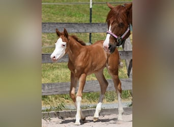Quarter horse américain, Jument, Poulain (05/2026), 150 cm, Alezan