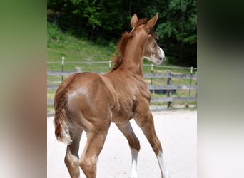 Quarter horse américain, Jument, Poulain (05/2026), 150 cm, Alezan
