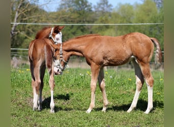 Quarter horse américain, Jument, , 150 cm, Alezan