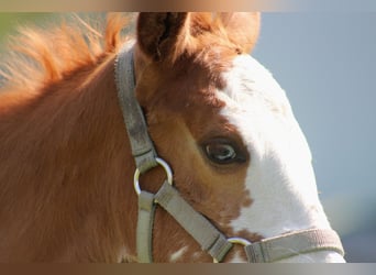 Quarter horse américain, Jument, , 150 cm, Alezan