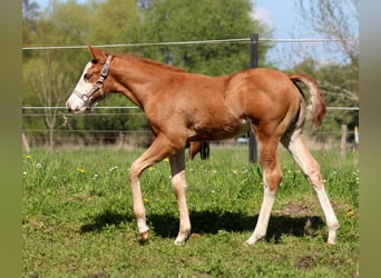 Quarter horse américain, Jument, , 150 cm, Alezan