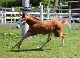 Quarter horse américain, Jument, , 150 cm, Alezan