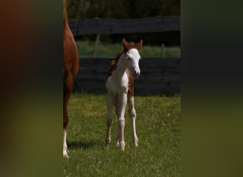 Quarter horse américain, Jument, Poulain (04/2024), 150 cm, Alezan