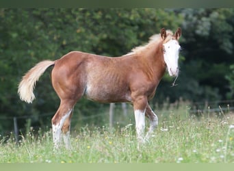 Quarter horse américain, Jument, Poulain (03/2024), 150 cm, Alezan