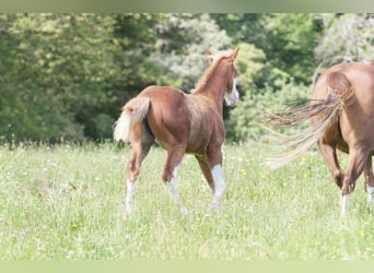 Quarter horse américain, Jument, Poulain (03/2024), 150 cm, Alezan